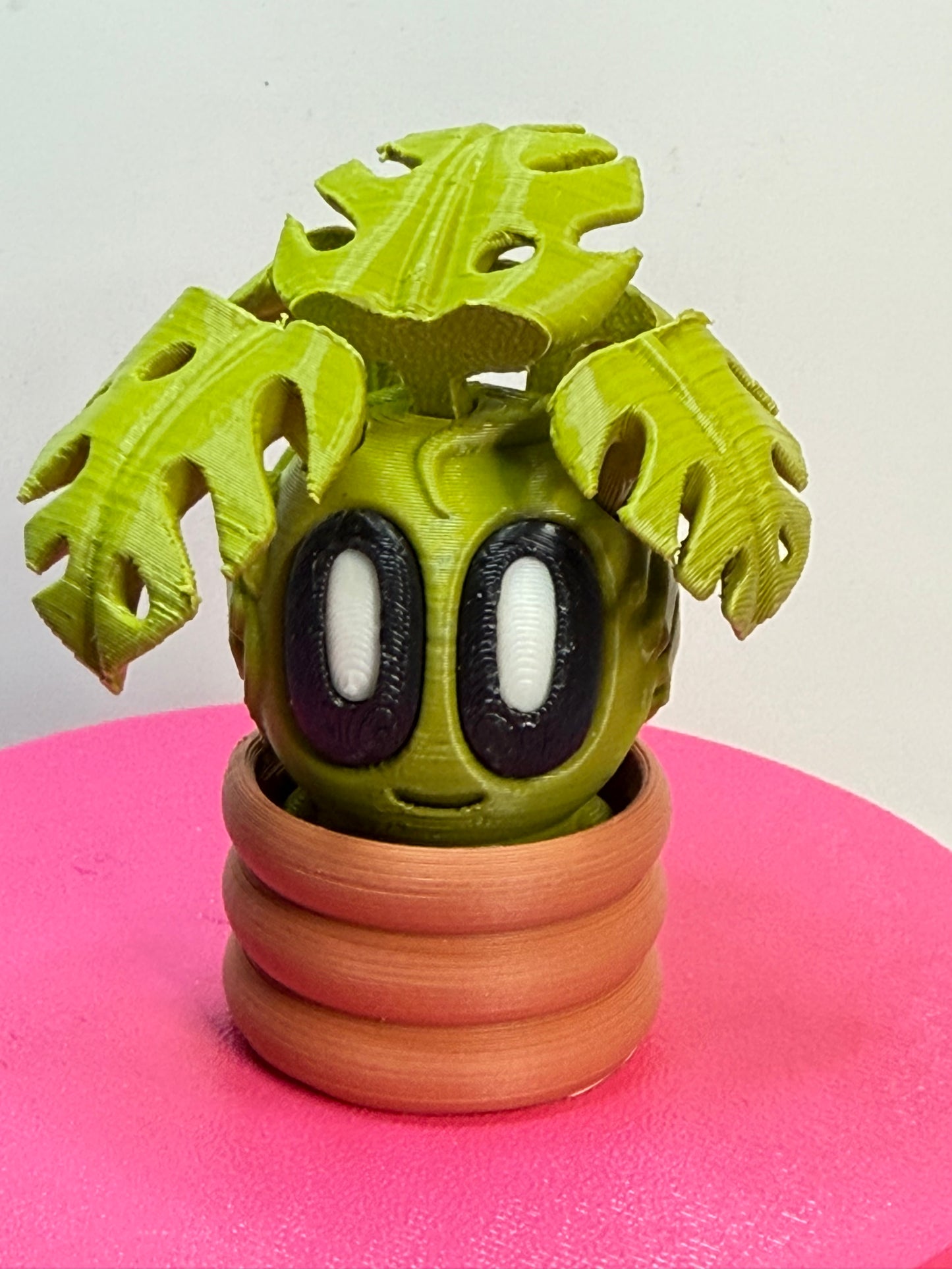 2-2.25" Cutie Pie Potted Plants