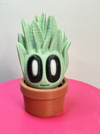2-2.25" Cutie Pie Potted Plants