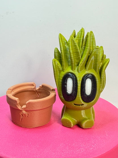 2-2.25" Cutie Pie Potted Plants