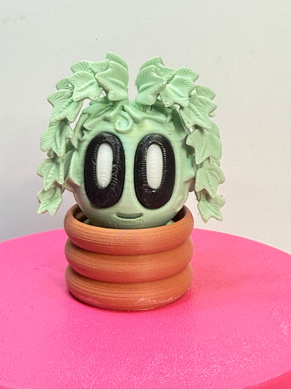2-2.25" Cutie Pie Potted Plants