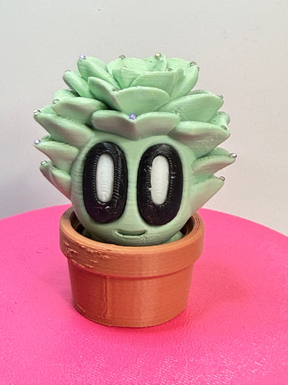 2-2.25" Cutie Pie Potted Plants