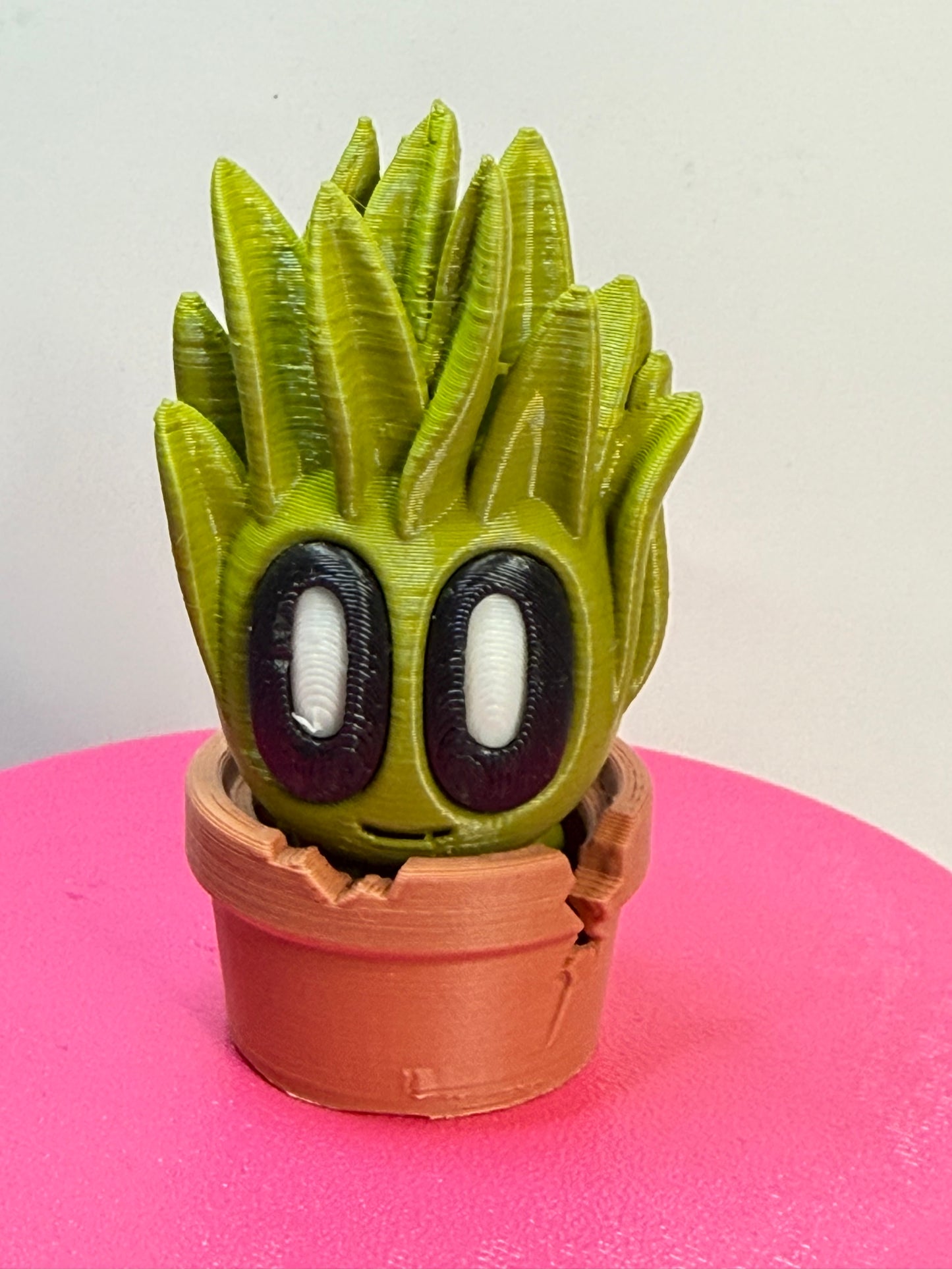 2-2.25" Cutie Pie Potted Plants